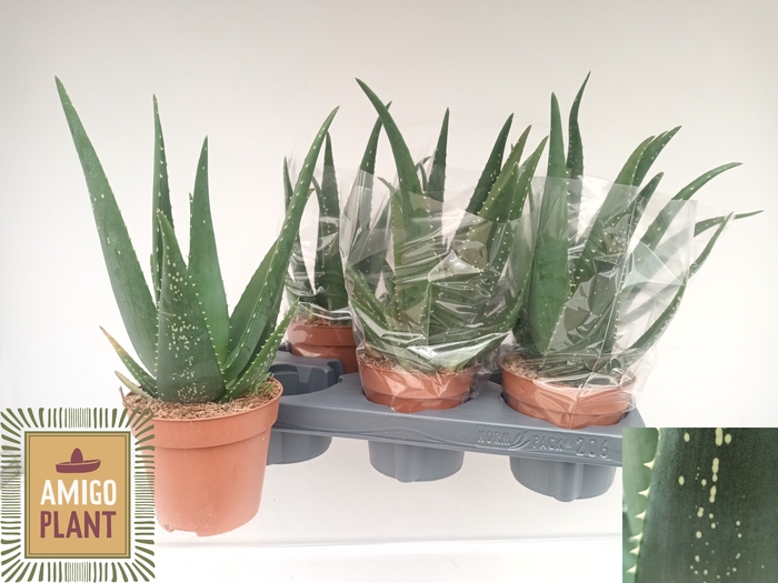 <h4>ALOE EQUATOR</h4>