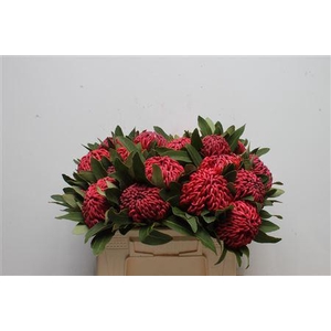 Protea Waratah