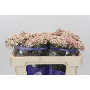 Ozothamnus Cooks Tall Pink