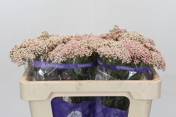 Ozothamnus Cooks Tall Pink