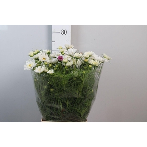 Cosmos Bipin White