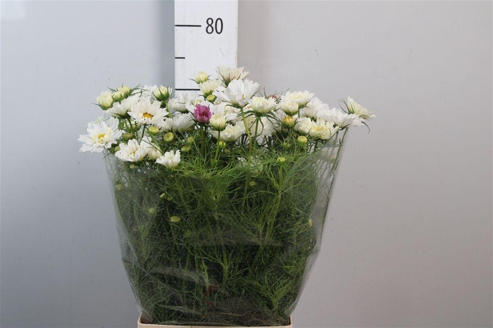 <h4>Cosmos Bipin White</h4>