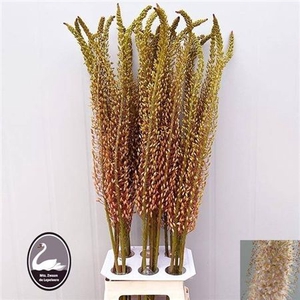 Eremurus Romance
