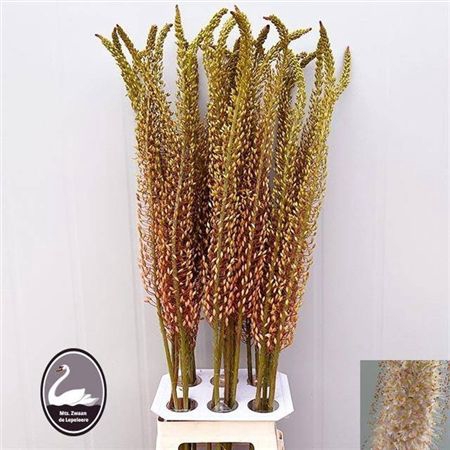 <h4>Eremurus Romance</h4>