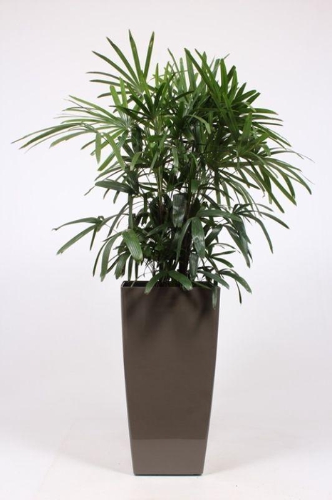<h4>Rhapis excelsa in Piza pot "taupe"</h4>