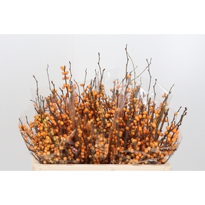 Ilex Golden Verboom