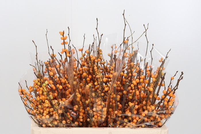 <h4>Ilex Golden Verboom</h4>