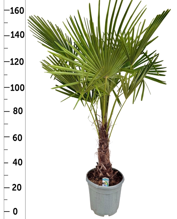 <h4>TRACHYC FORTUNEI</h4>