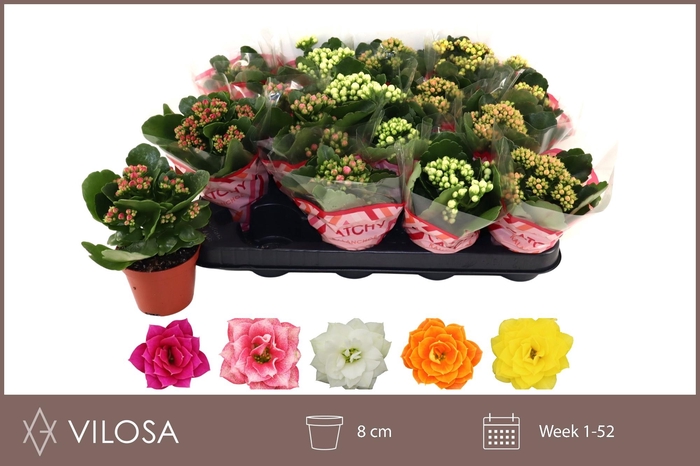 arr8 Kal Ge Gem 5 Kl