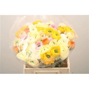 Ran.. Su Mix Extra X50