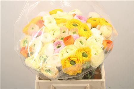 <h4>Ran.. Su Mix Extra X50</h4>