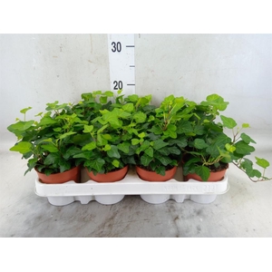 Hedera helix 'Wonder'