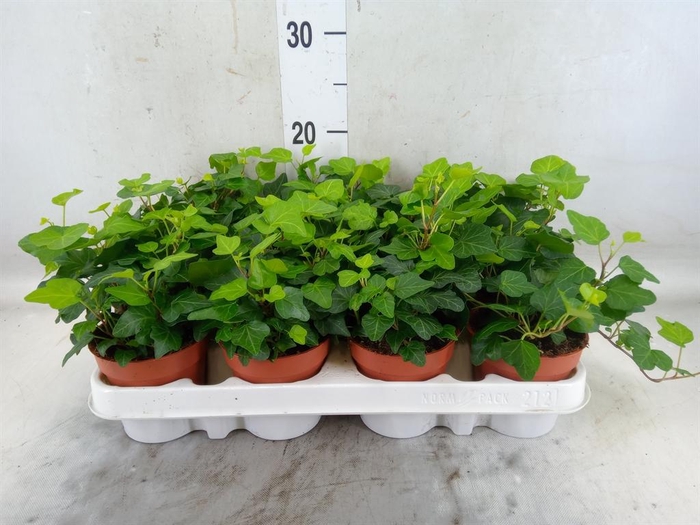 <h4>Hedera helix 'Wonder'</h4>