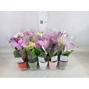 Phalaenopsis   ...mini