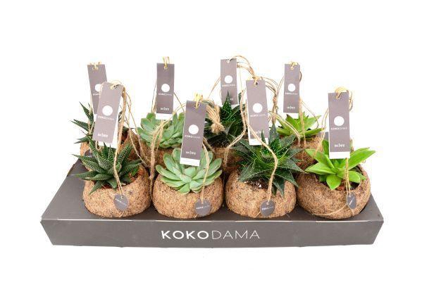 <h4>SUCC GEM 4 SRT</h4>