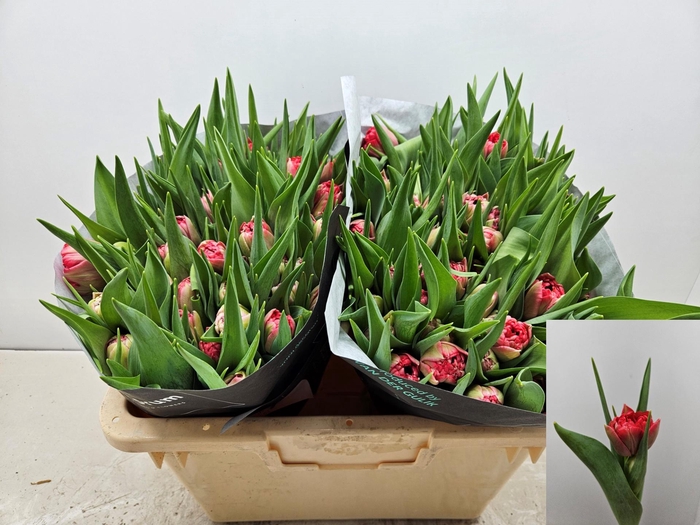 <h4>TU DU DOUBLE TWIST</h4>