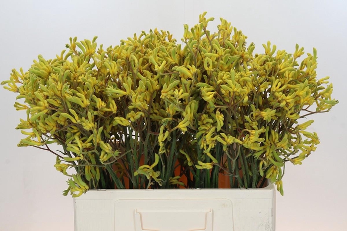 <h4>Anigozanthos Bush Down</h4>