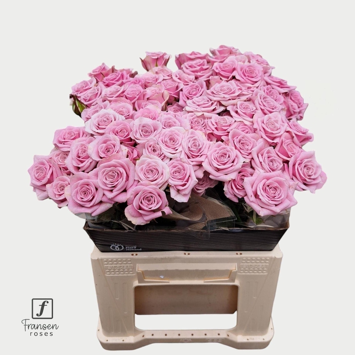 <h4>ROSA TR 'LEILA LILAC'</h4>