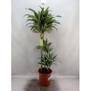 Dracaena frag. 'White Jewel'