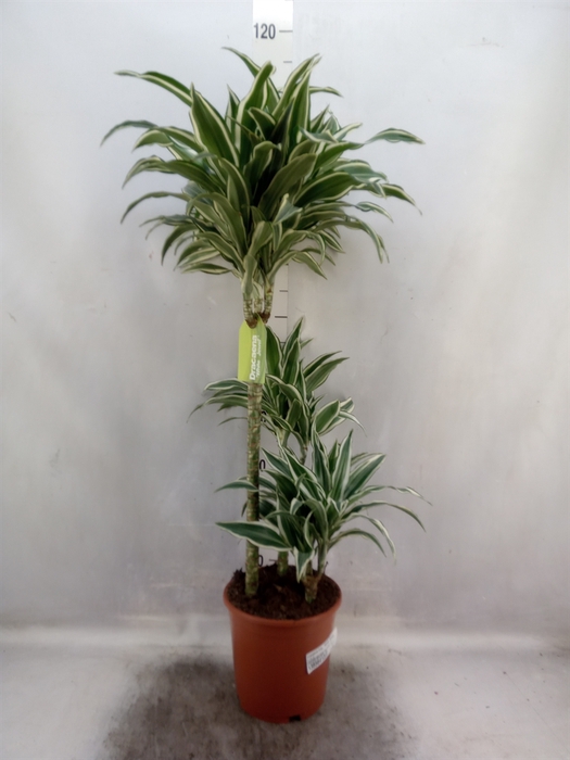 Dracaena frag. 'White Jewel'