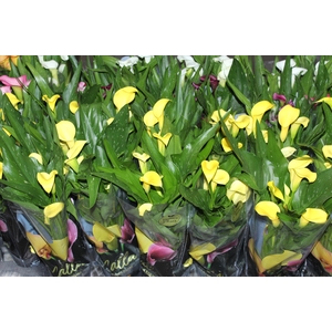 CALLA COLORIDA P14 PREMIUM