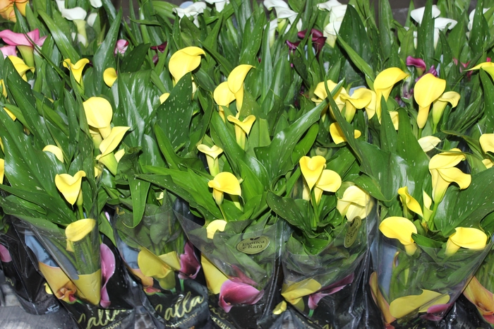 <h4>CALLA COLORIDA P14 PREMIUM</h4>