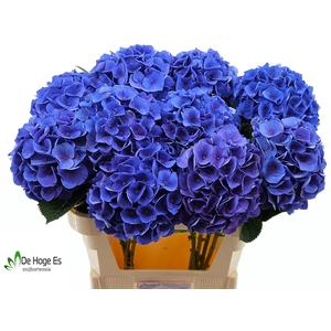 HYDR M ROY CROWN BL