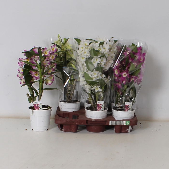 <h4>DENDR N GEM</h4>