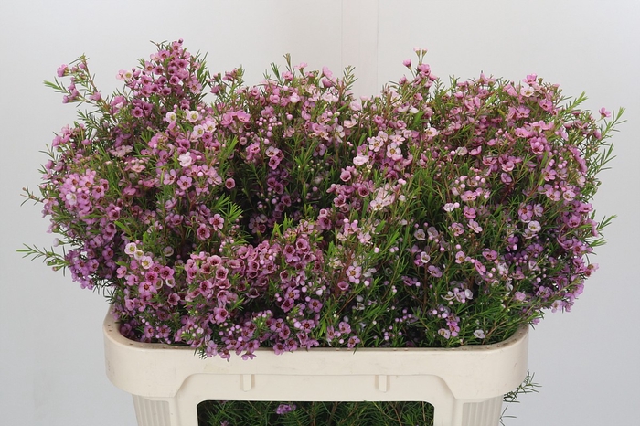 Chamelaucium Kerryn