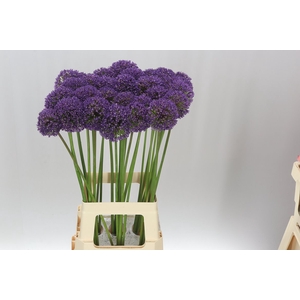 Allium Ambassador