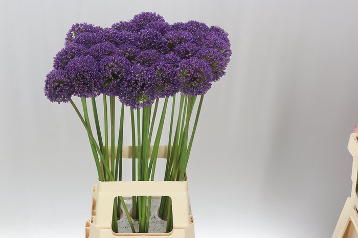 <h4>Allium Ambassador</h4>