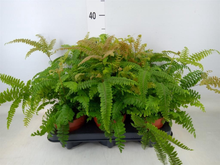 <h4>Adiantum hispi. 'Bronze Venus'</h4>