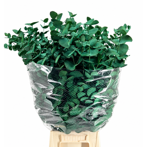 Euc. Cinerea Painted Green