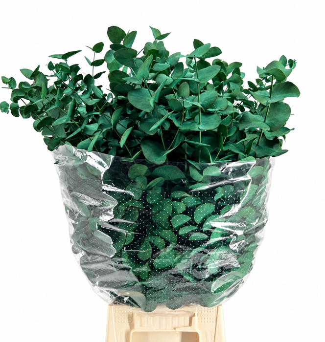 <h4>Euc. Cinerea Painted Green</h4>