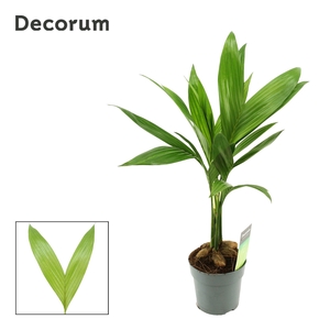 Areca Catechu 12 cm(Decorum)