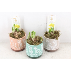 arr4 Narcis FL - Flowertime x12