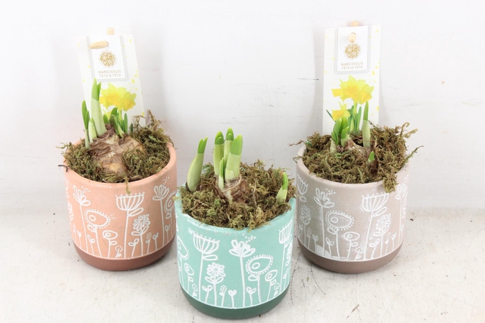 <h4>arr4 Narcis FL - Flowertime x12</h4>