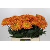 Dahlia Dr Phil