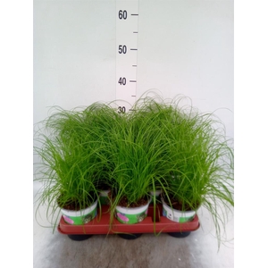 Cyperus alternifolius 'Zumula'
