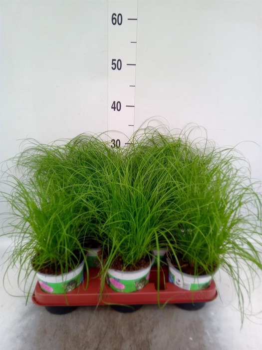 <h4>Cyperus alternifolius 'Zumula'</h4>