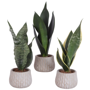 Sansevieria mix Ø09cm in Ø10cm Ceramic PL569