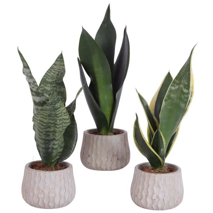 <h4>Sansevieria mix Ø09cm in Ø10cm Ceramic PL569</h4>