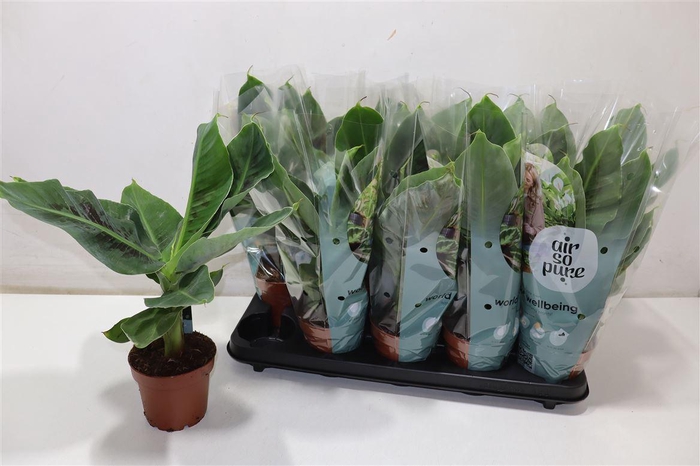 <h4>Musa Tropicana</h4>