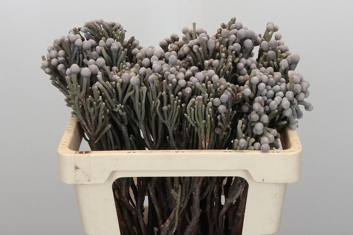 <h4>BRUN LAEVIS</h4>