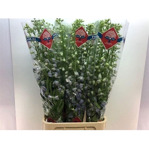 Delph El Guard Laven