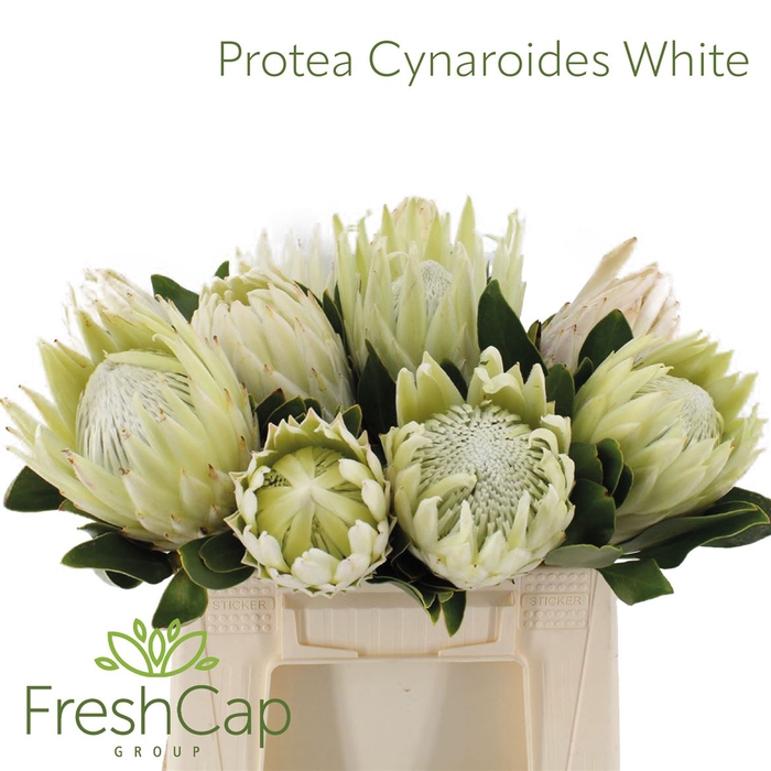 <h4>Protea Cynaroides White</h4>