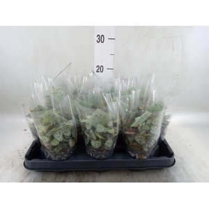 Ceropegia woodii ssp. woodii