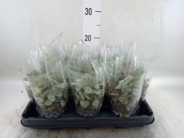 <h4>Ceropegia woodii ssp. woodii</h4>