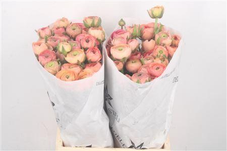 <h4>Ran El. Salmon Ex</h4>