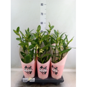 Dendrobium nob. 'SpringDre Kumiko'
